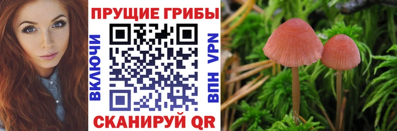 Купить где  Хадыженск  Галлюциногенные грибы MAGIC MUSHROOMS 